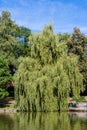 Weeping willow at the RÃÂ¶hrensee parque in Bayreuth Royalty Free Stock Photo